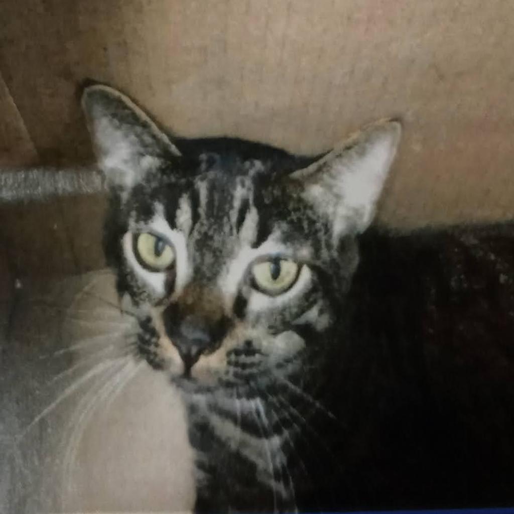 Enlarge Tiger, a Adoptable Domestic Short Hair in Hemet, CA image 1/4