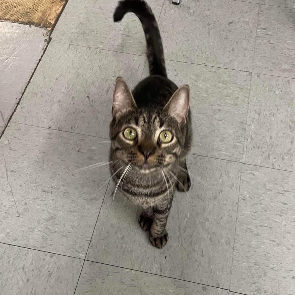 Enlarge Tiger, a Adoptable Domestic Short Hair in Hemet, CA image 2/4