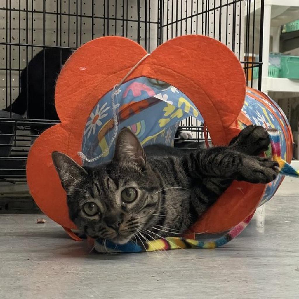 Enlarge Tiger, a Adoptable Domestic Short Hair in Hemet, CA image 3/4