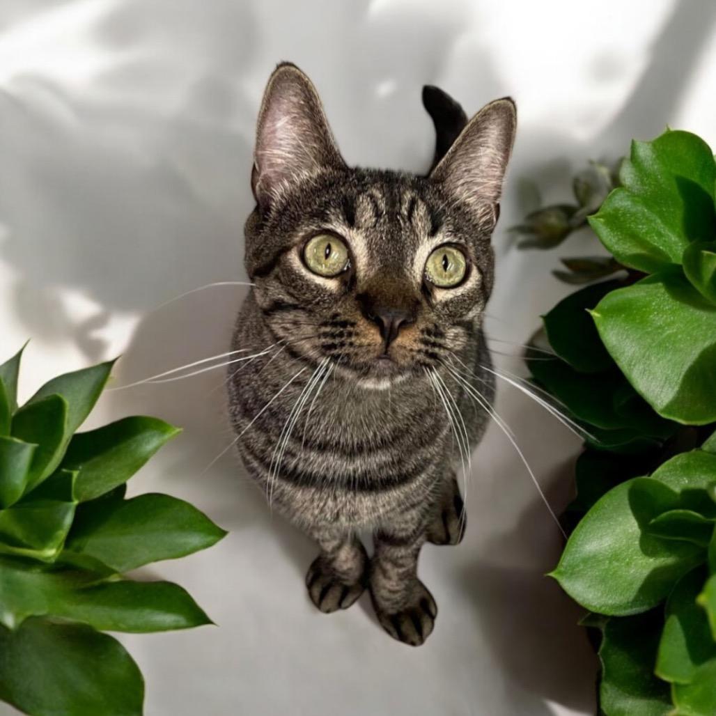 Enlarge Tiger, a Adoptable Domestic Short Hair in Hemet, CA image 4/4