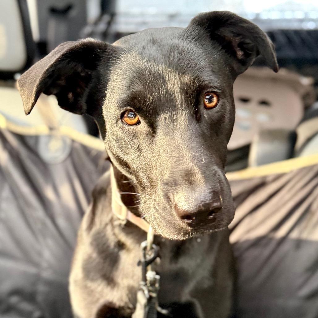 Enlarge Minnie, a Adoptable mixed breed in Oxford, ME image 1/6
