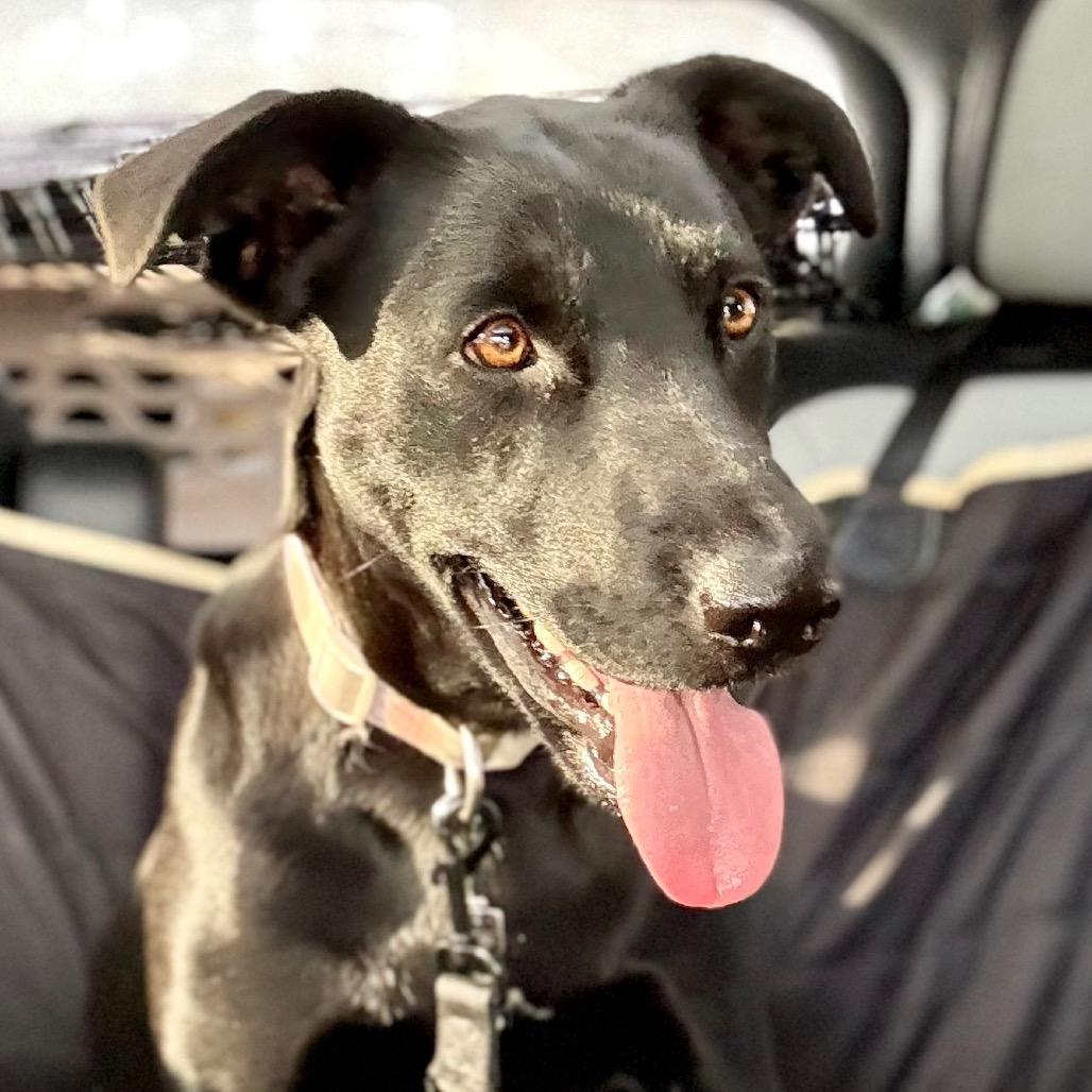 Enlarge Minnie, a Adoptable mixed breed in Oxford, ME image 2/6