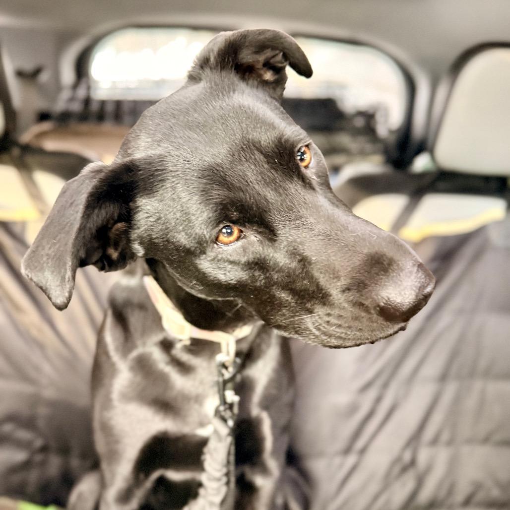 Enlarge Minnie, a Adoptable mixed breed in Oxford, ME image 3/6