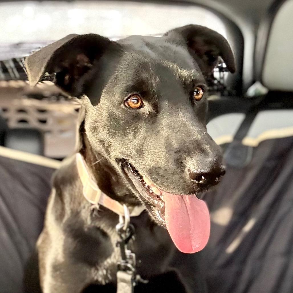 Enlarge Minnie, a Adoptable mixed breed in Oxford, ME image 4/6