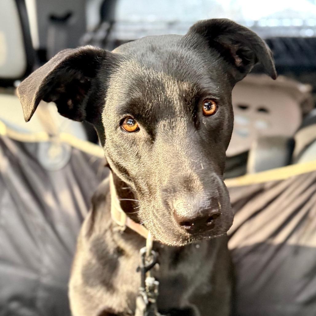 Enlarge Minnie, a Adoptable mixed breed in Oxford, ME image 6/6