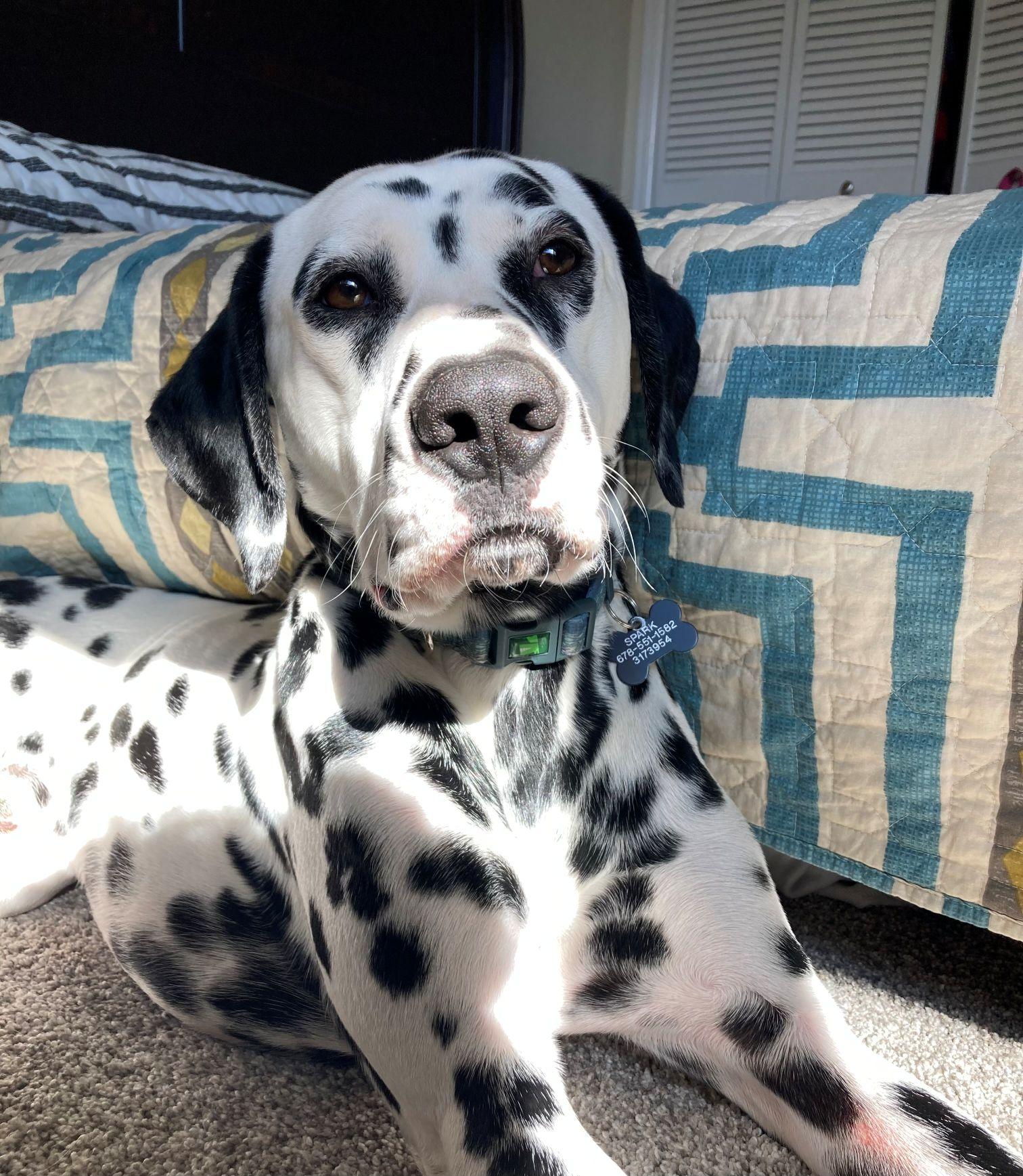 Spark-ADOPTION PENDING, an adopted Dalmatian in Englewood, CO image 2/5