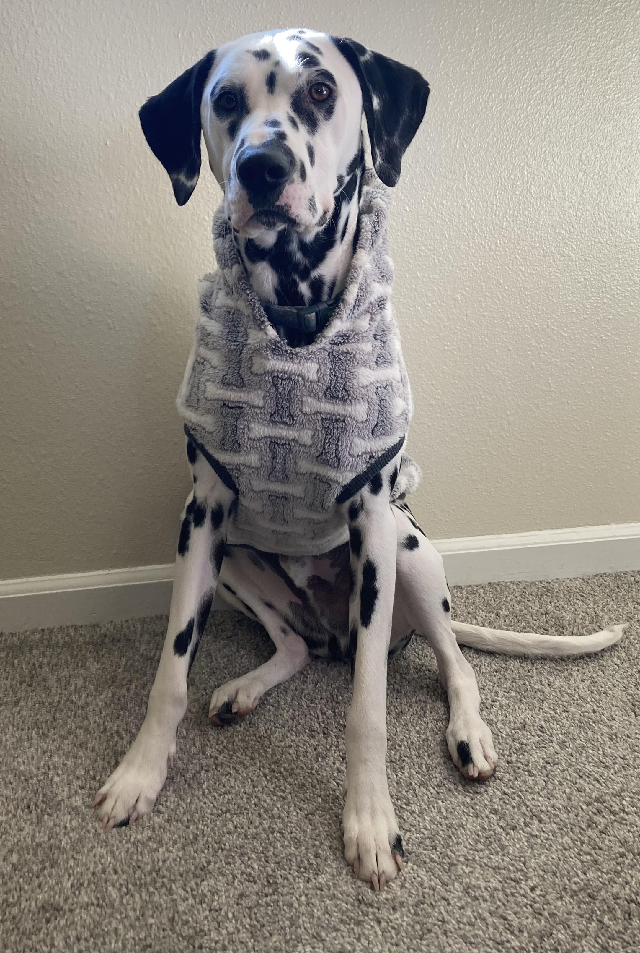 Spark-ADOPTION PENDING, an adopted Dalmatian in Englewood, CO image 4/5