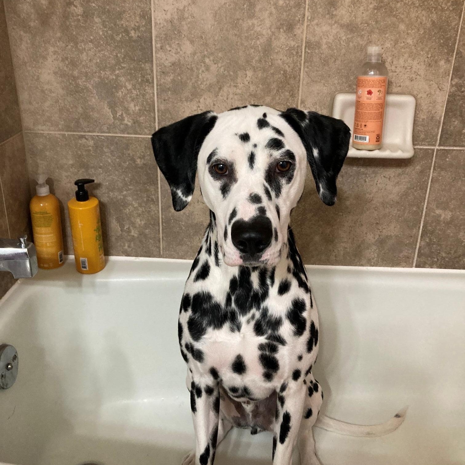Spark-ADOPTION PENDING, an adopted Dalmatian in Englewood, CO image 3/5