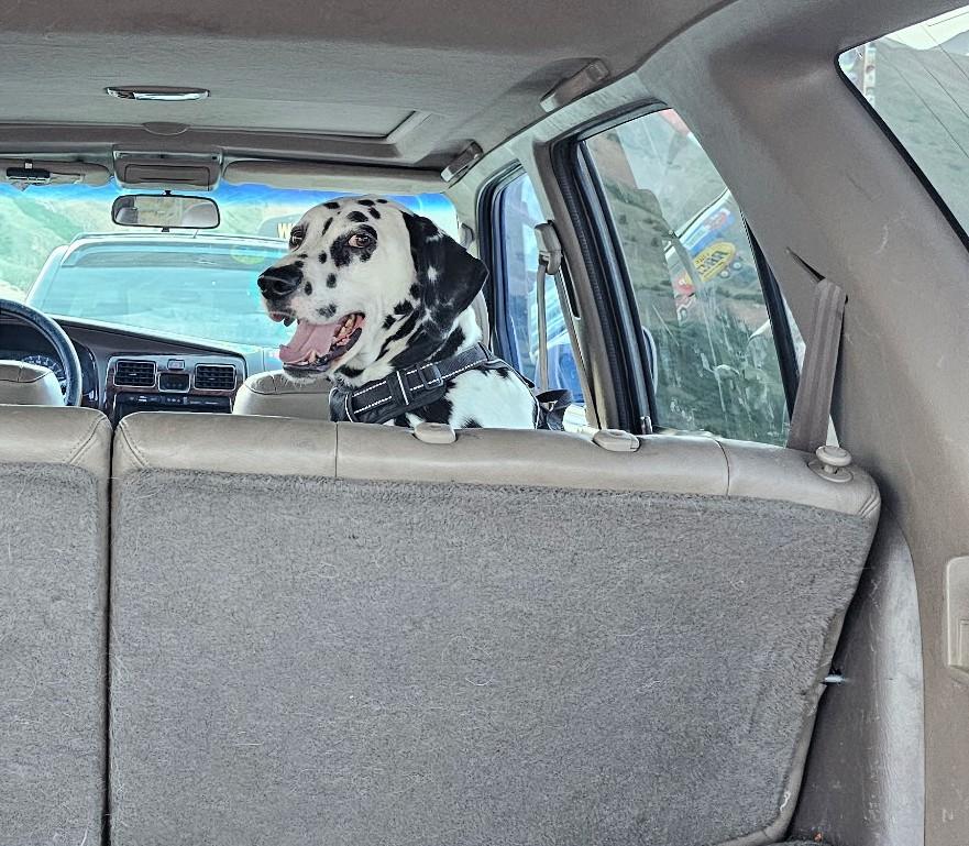 Spark-ADOPTION PENDING, an adopted Dalmatian in Englewood, CO image 5/5