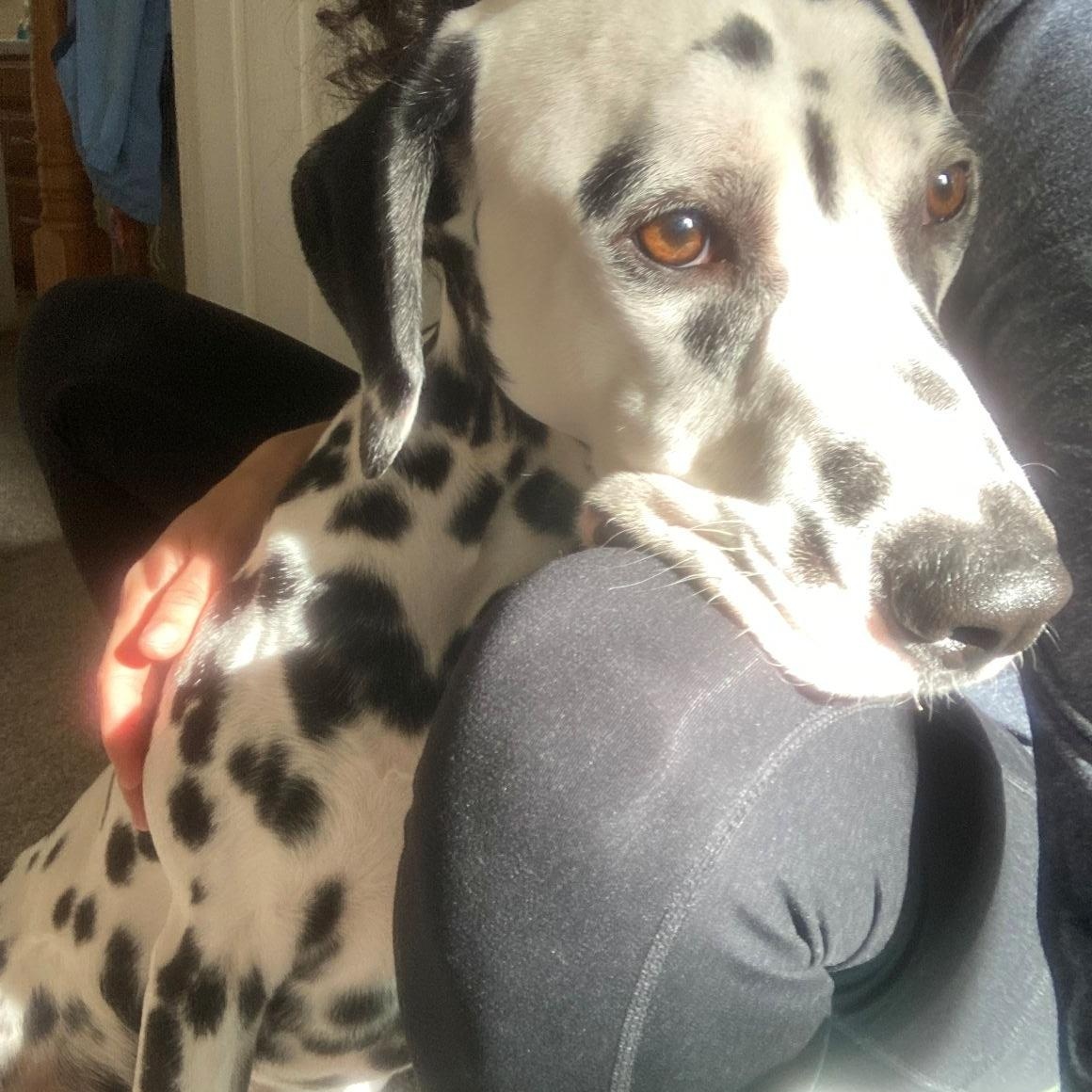Spark-ADOPTION PENDING, an adopted Dalmatian in Englewood, CO image 1/5