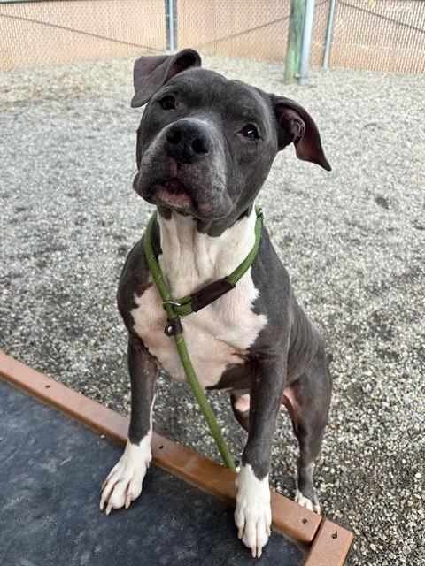 DUKE, Adoptable, Adult Male American Staffordshire Terrier & Mixed Breed.