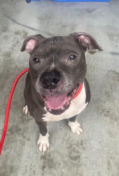 DUKE, Adoptable, Adult Male American Staffordshire Terrier & Mixed Breed.