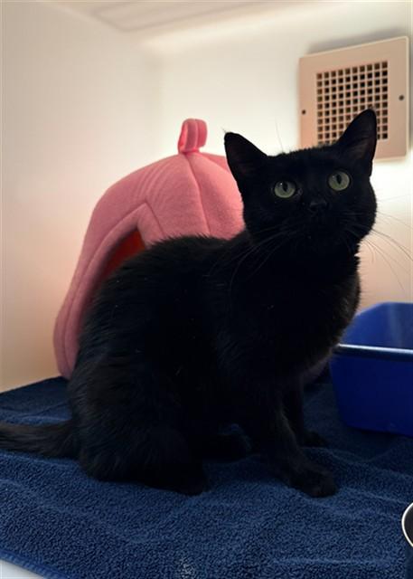 TOPANGA, Adoptable, Young Female Domestic Medium Hair.