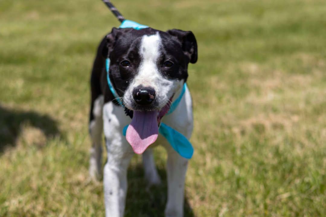 Milo, Young Male Mixed Breed
