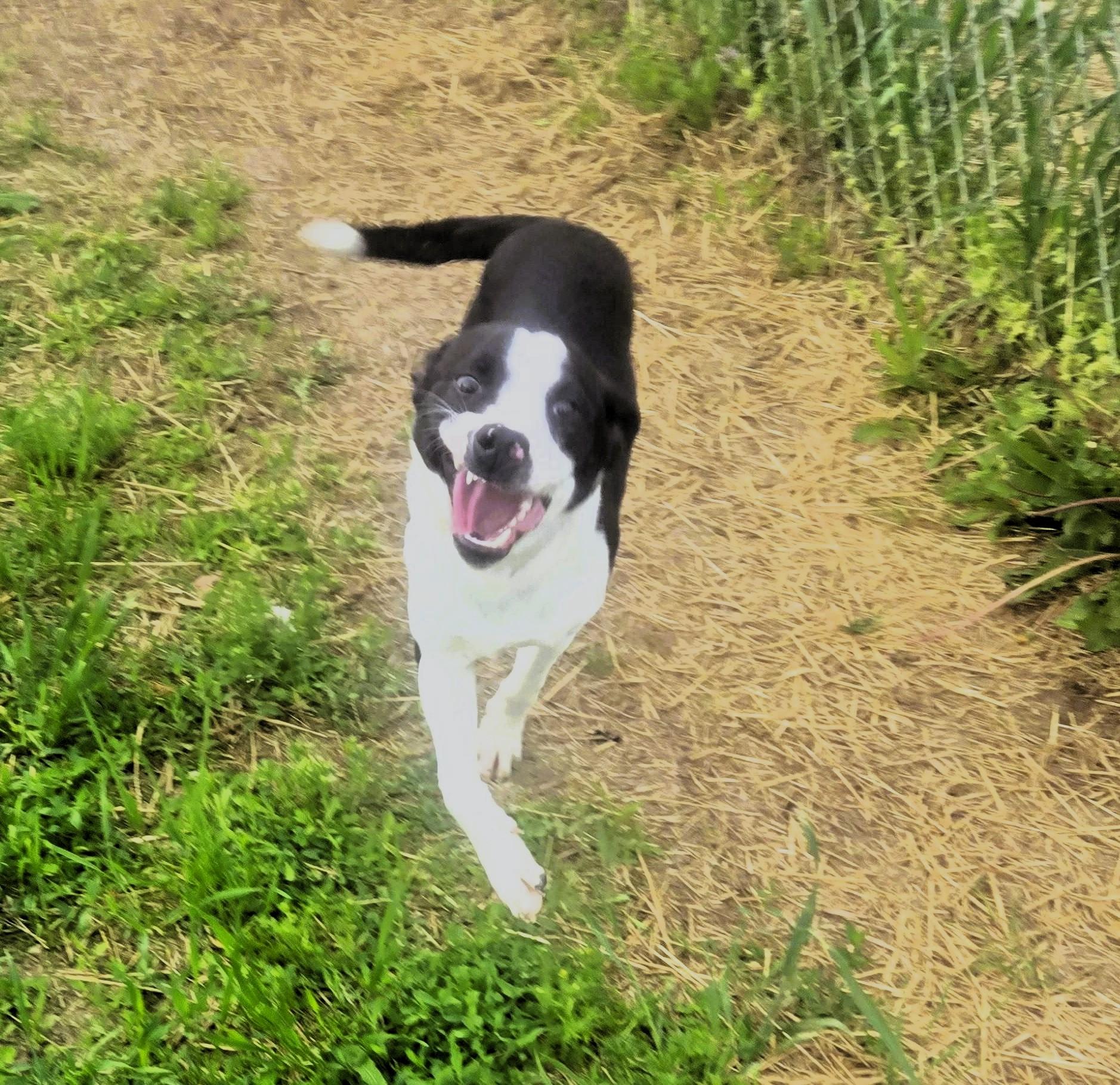 Milo photo 5