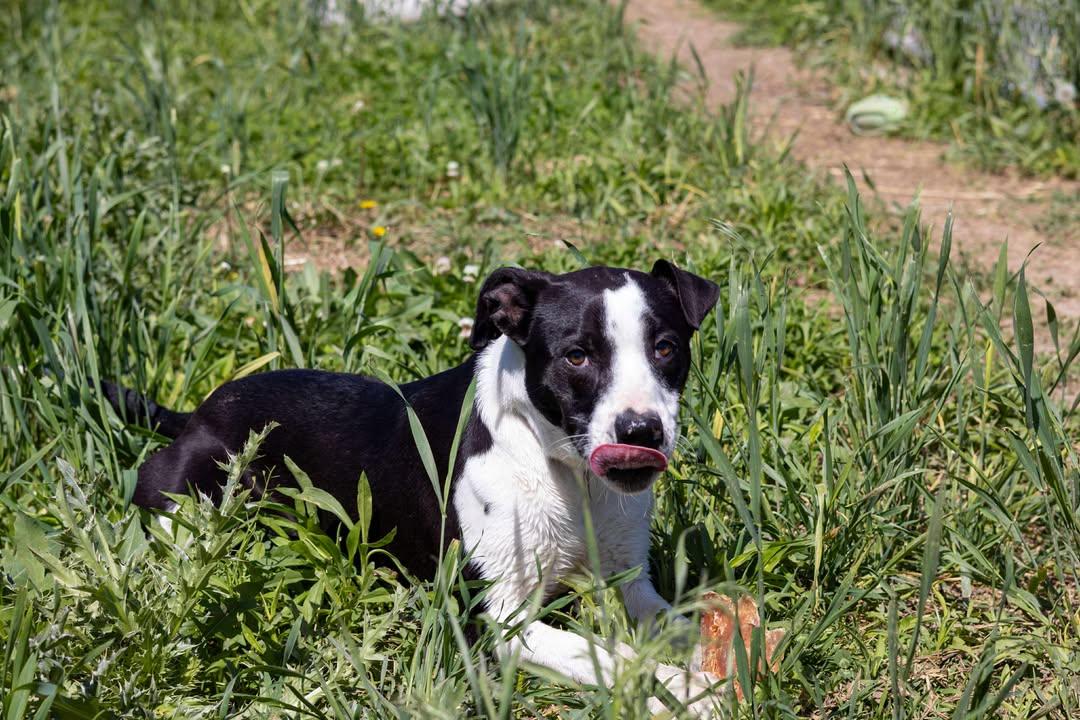 Milo photo 6