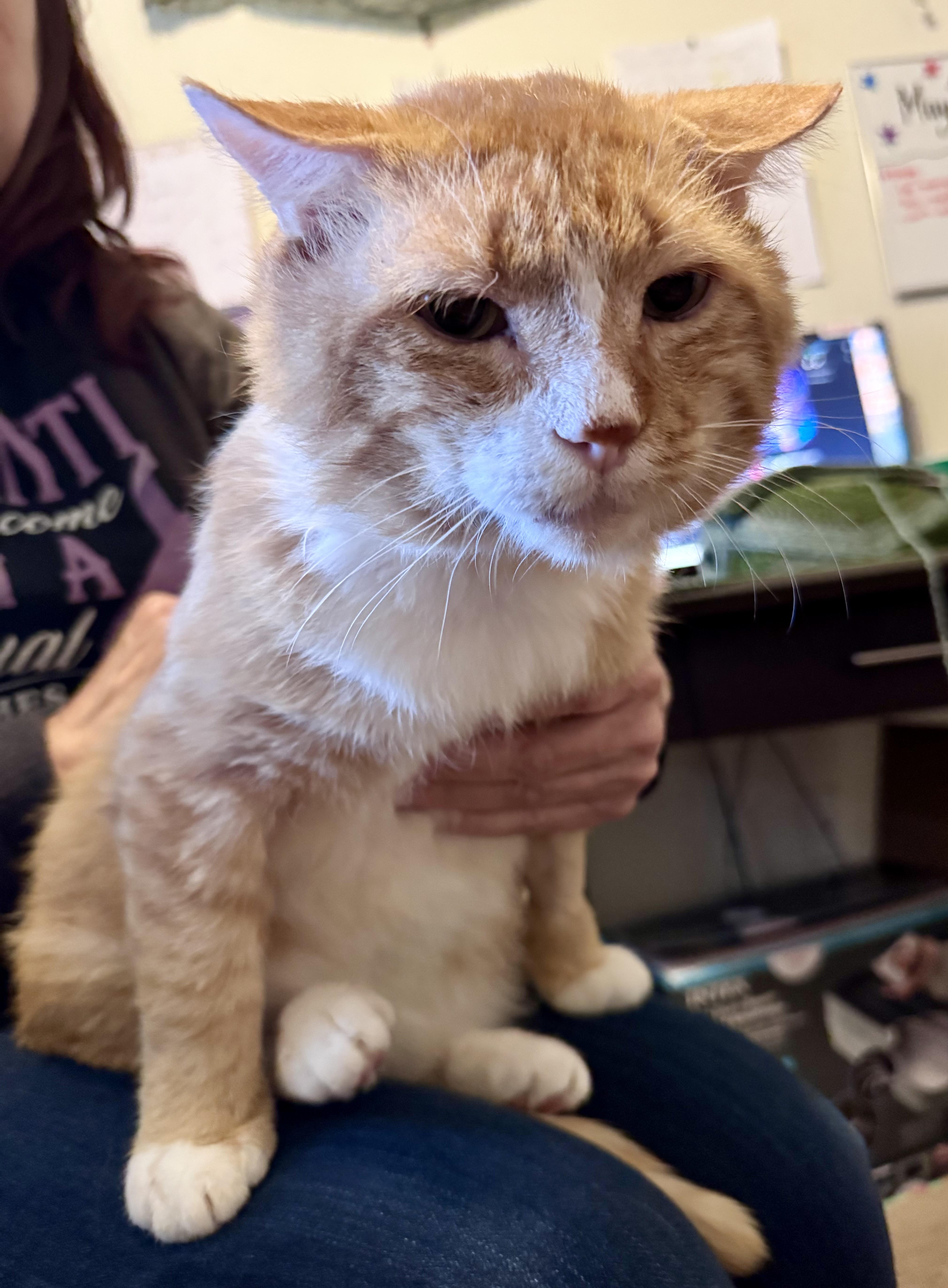 Enlarge Clyde, a Adoptable Domestic Short Hair in Tallahassee, FL image 5/6