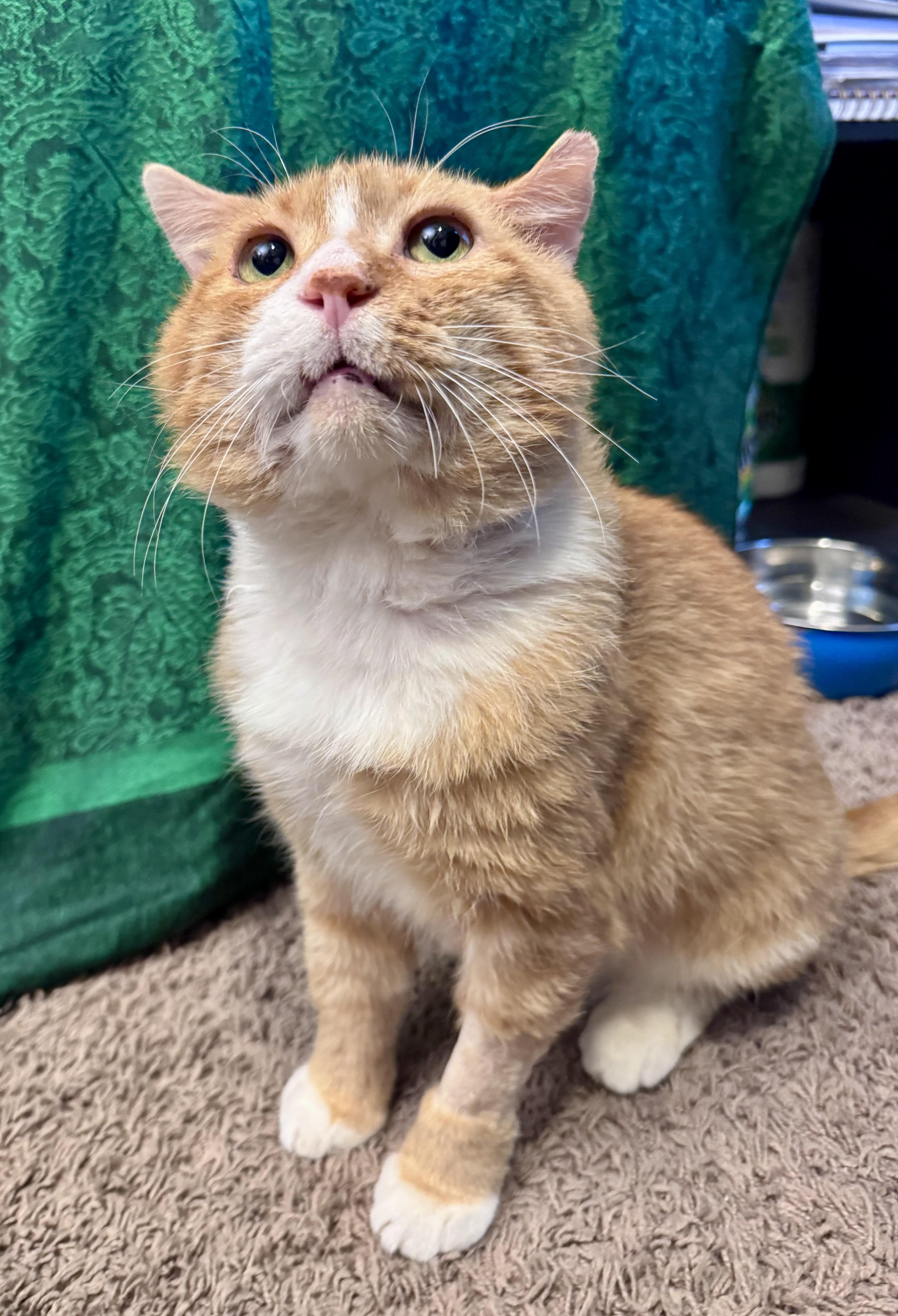 Clyde, Adoptable, Senior Male Domestic Short Hair.