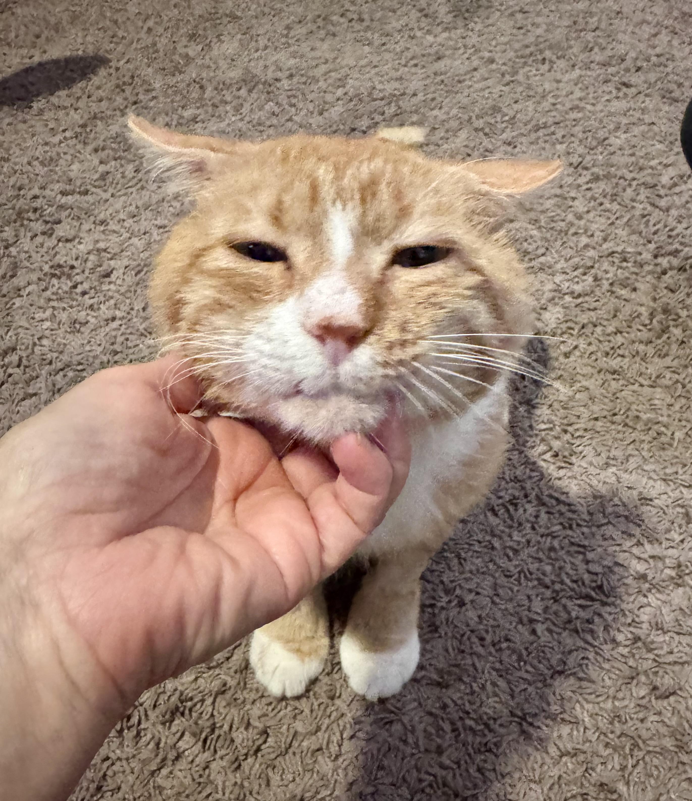 Enlarge Clyde, a Adoptable Domestic Short Hair in Tallahassee, FL image 4/6