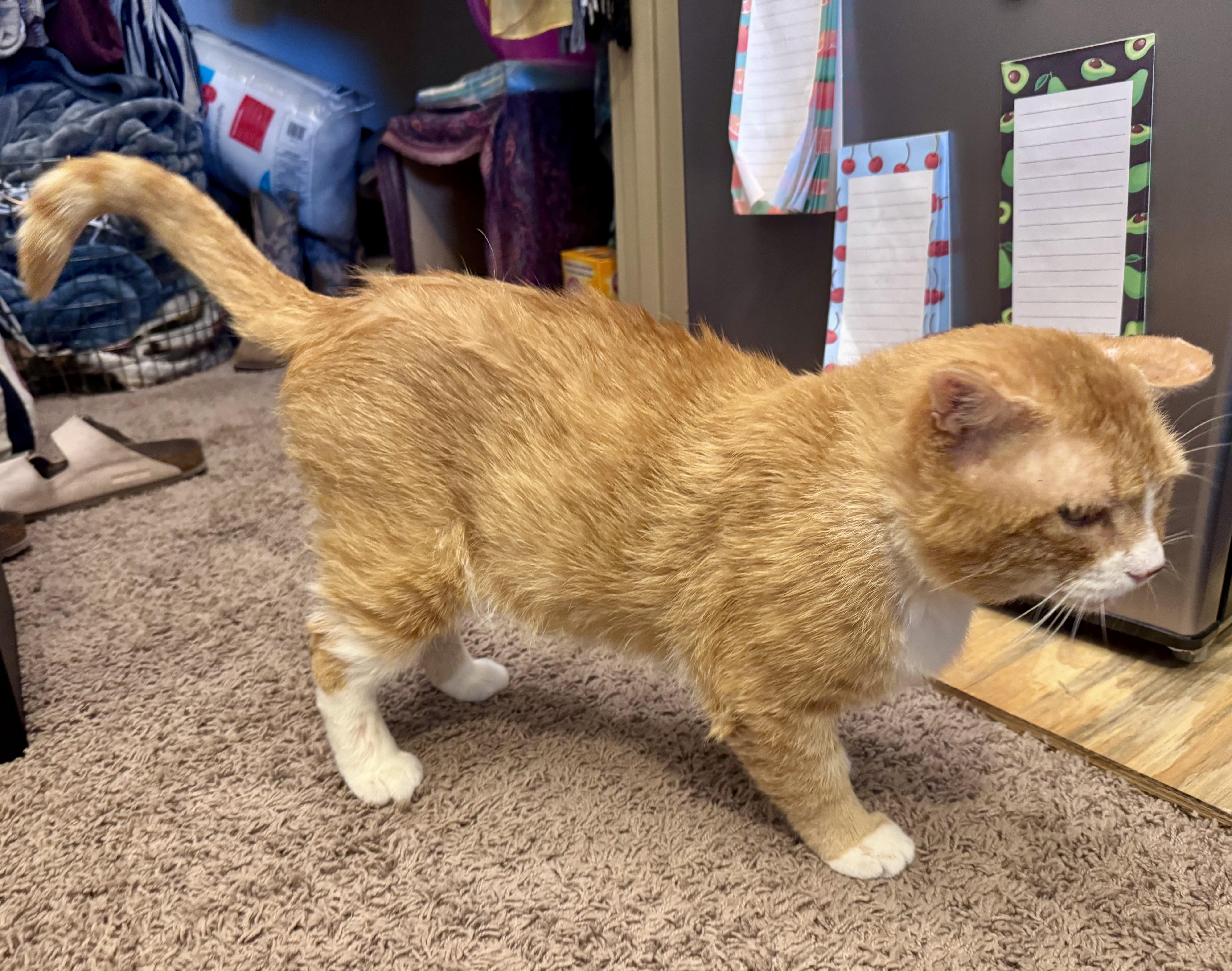 Enlarge Clyde, a Adoptable Domestic Short Hair in Tallahassee, FL image 3/6