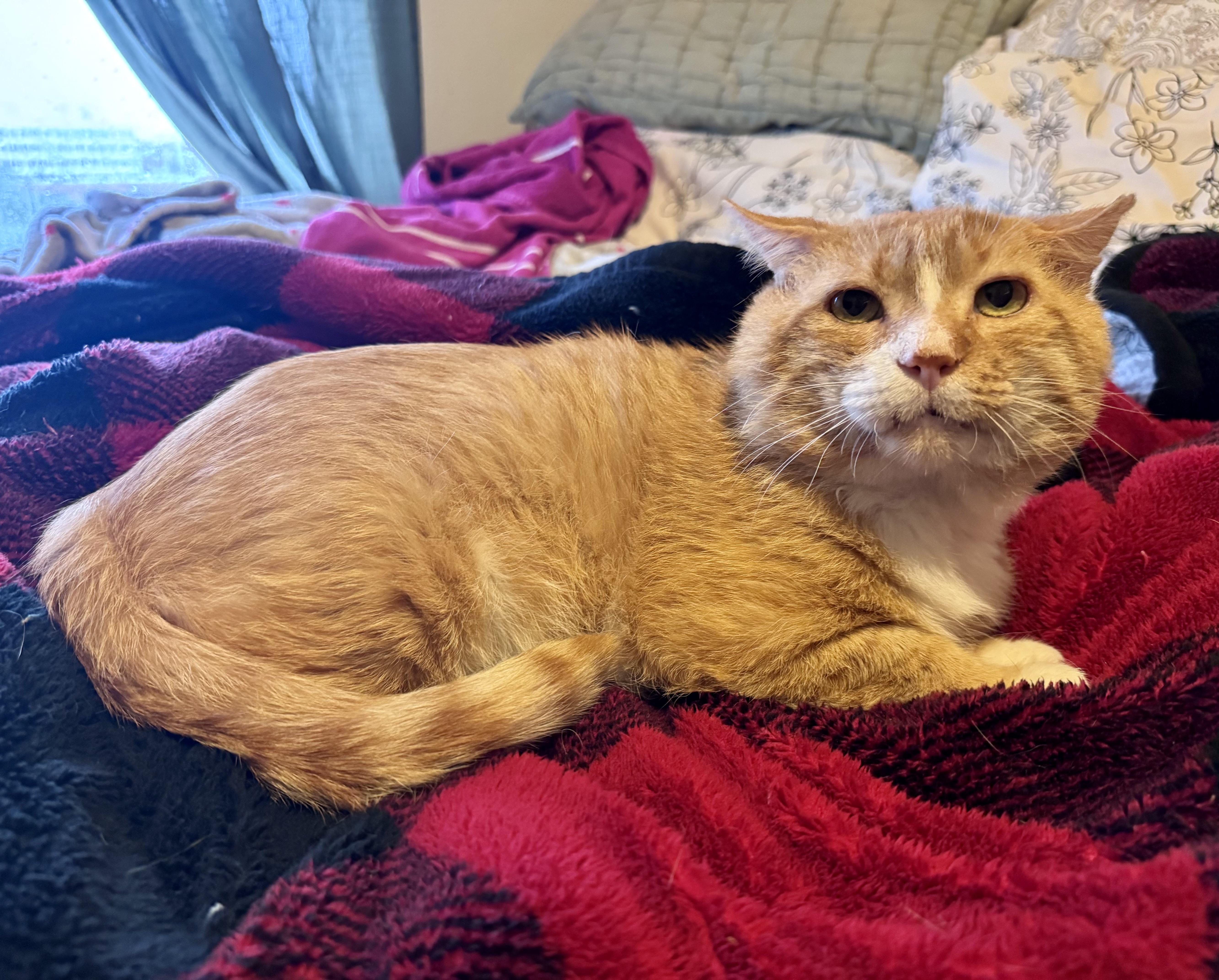 Enlarge Clyde, a Adoptable Domestic Short Hair in Tallahassee, FL image 2/6
