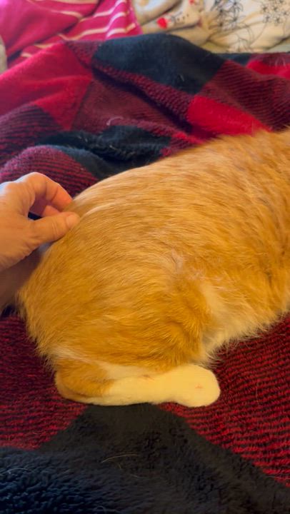 Enlarge Clyde, a Adoptable Domestic Short Hair in Tallahassee, FL video 6/6