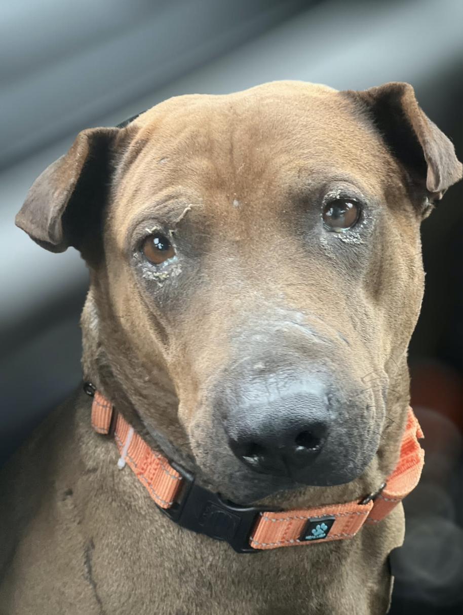 TOMMY BOY, Adoptable, Adult Male Shar-Pei.