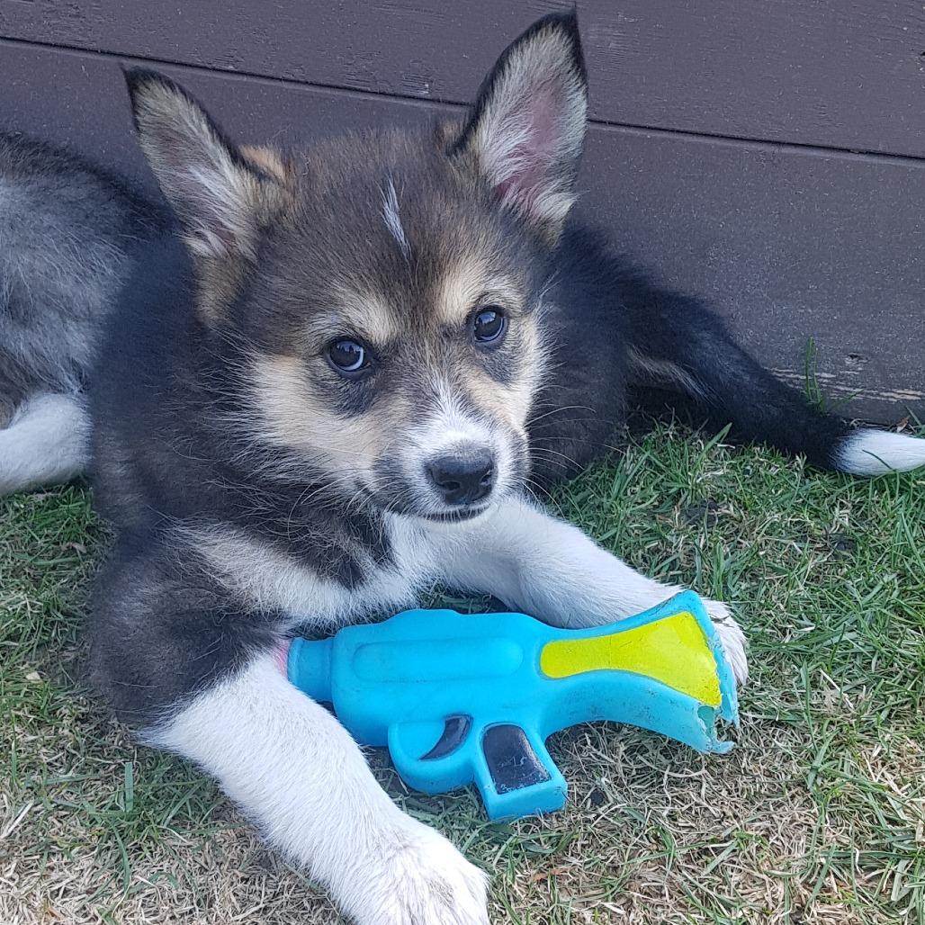 Stoat, Adoptable, Puppy Female Husky.