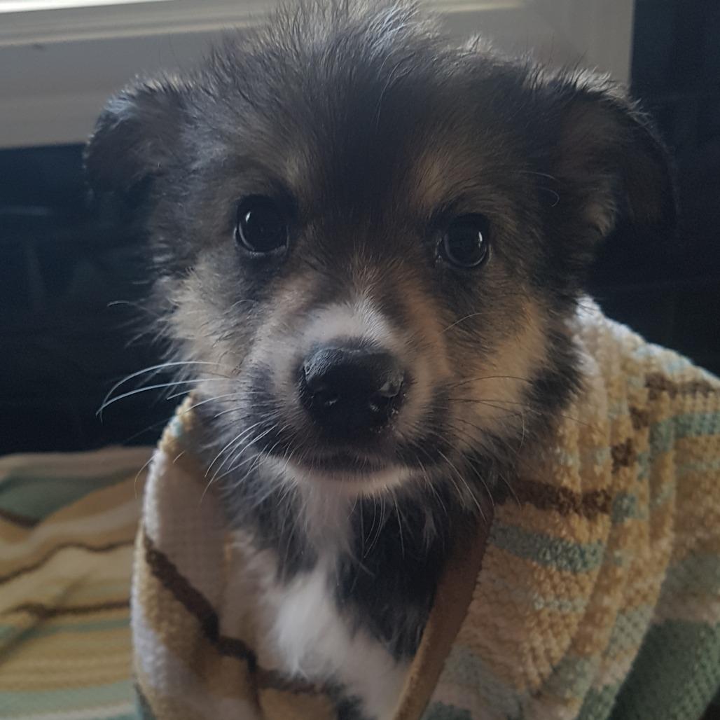 Stoat, a Adoptable Husky in Saskatoon, SK image 2/6