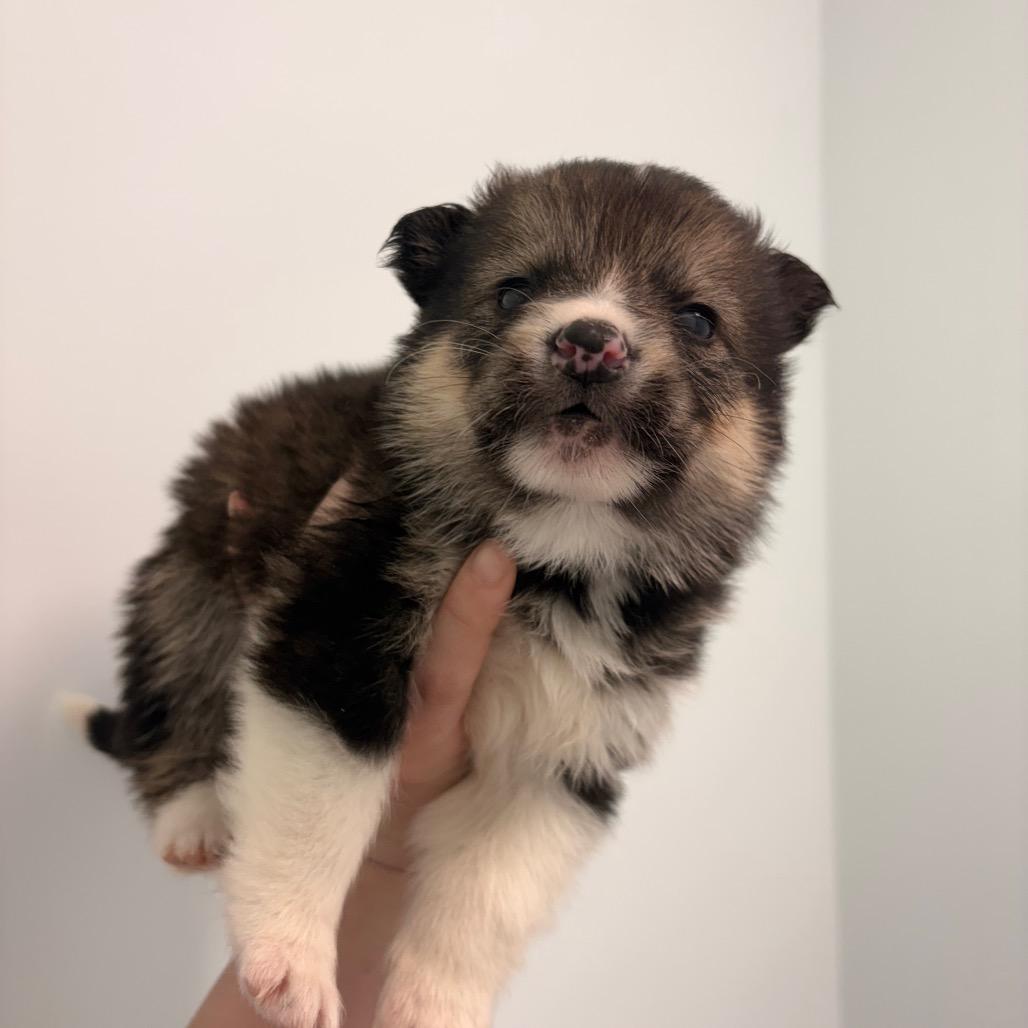 Stoat, a Adoptable Husky in Saskatoon, SK image 3/6