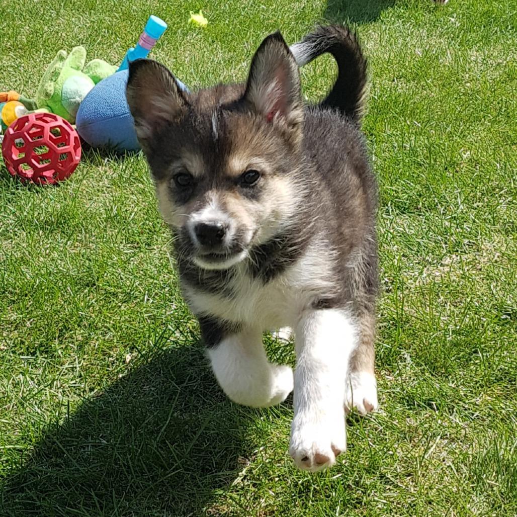 Stoat, a Adoptable Husky in Saskatoon, SK image 4/6