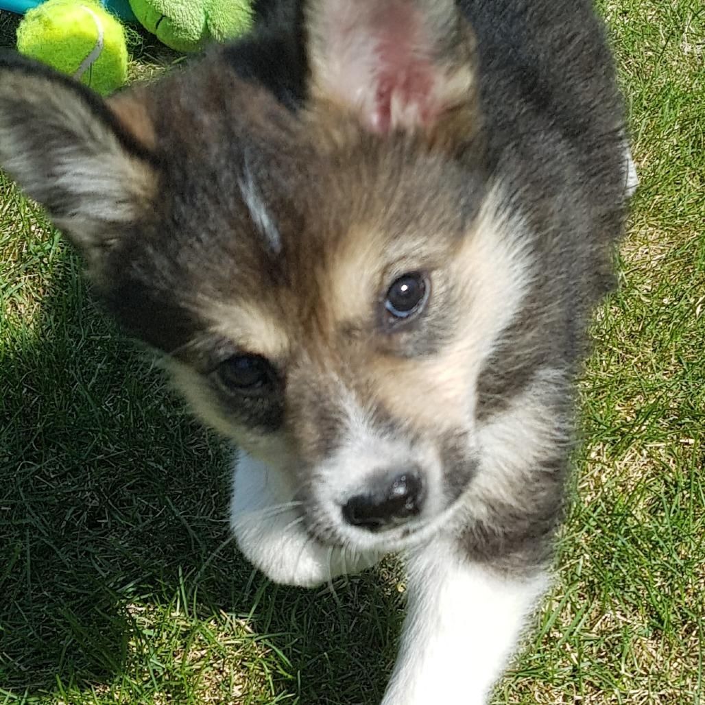 Stoat, a Adoptable Husky in Saskatoon, SK image 5/6