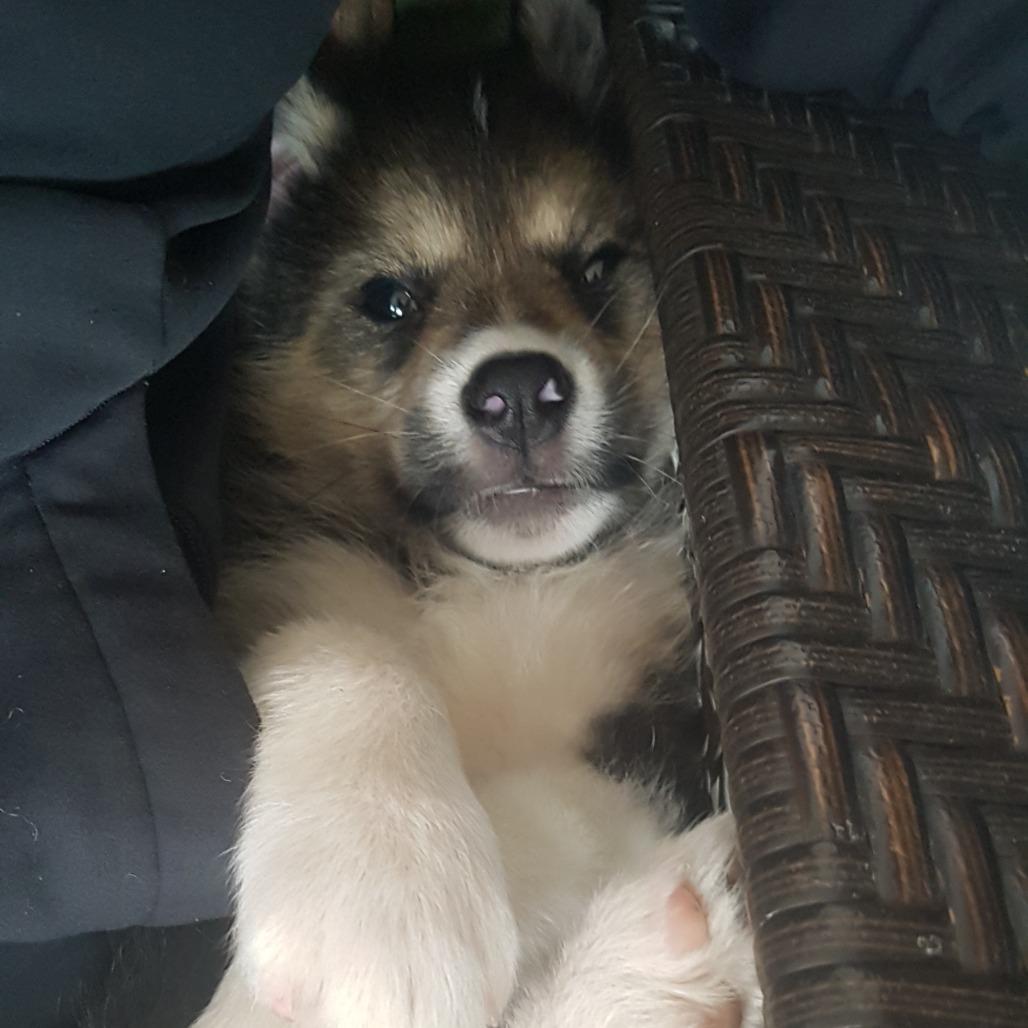 Stoat, a Adoptable Husky in Saskatoon, SK image 6/6