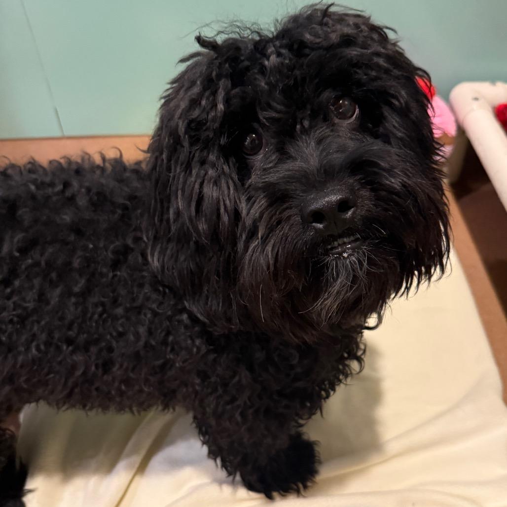 Enlarge Kyle, an adopted mixed breed in Chicago, IL image 3/3