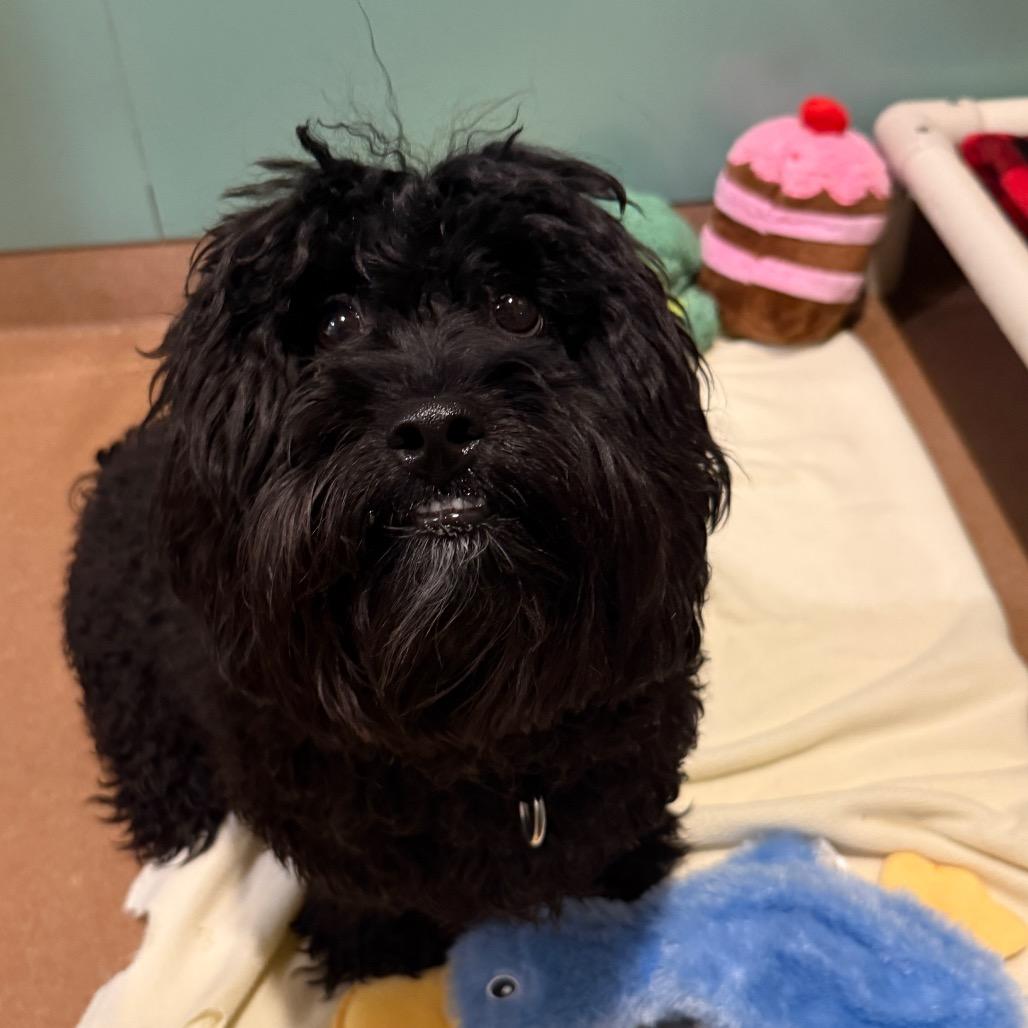 Enlarge Kyle, an adopted mixed breed in Chicago, IL image 2/3