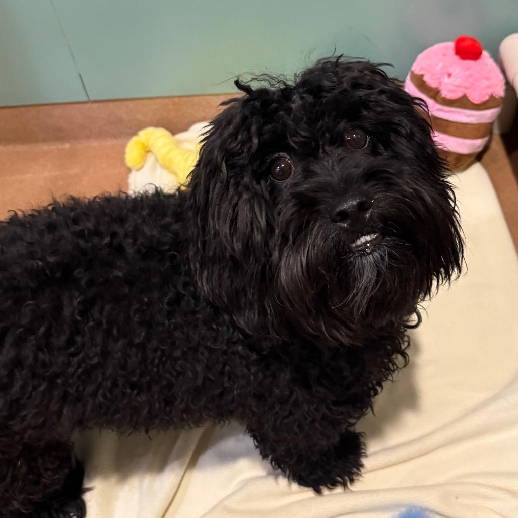 Enlarge Kyle, an adopted mixed breed in Chicago, IL image 1/3