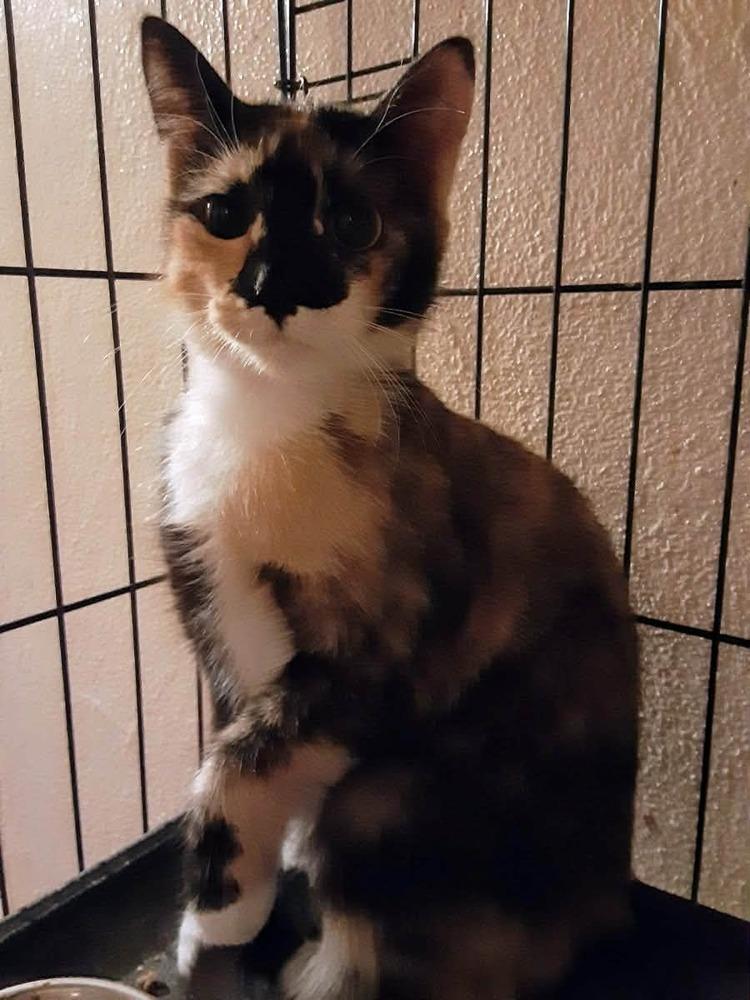 Enlarge Phoebe, a Adoptable Calico in Deltona, FL image 1/1