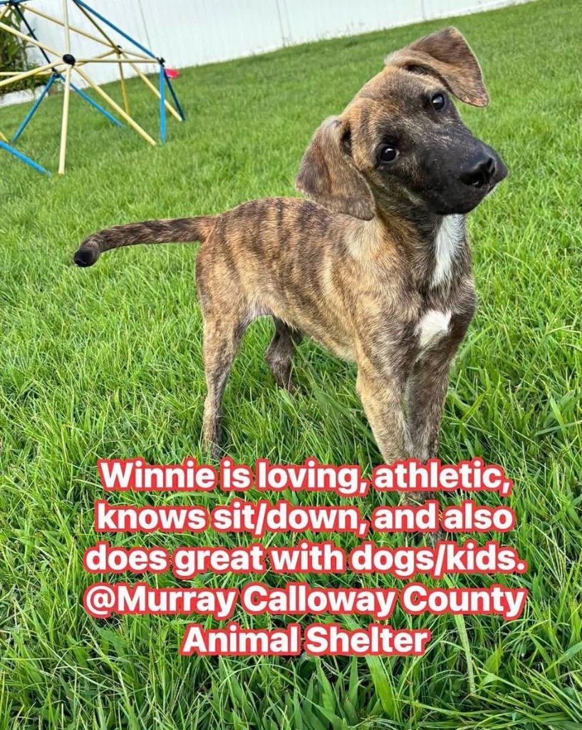 Winnie, a Adoptable mixed breed in Murray, KY image 1/6
