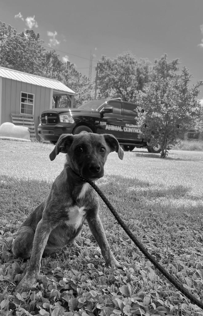 Winnie, a Adoptable mixed breed in Murray, KY image 2/6