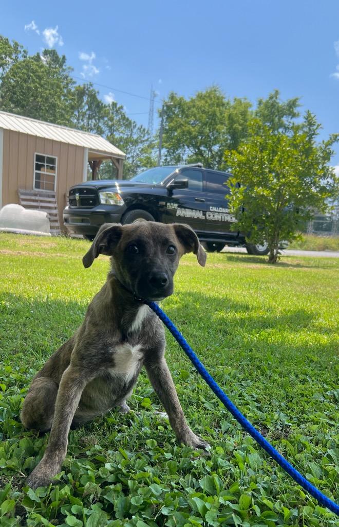 Winnie, a Adoptable mixed breed in Murray, KY image 3/6