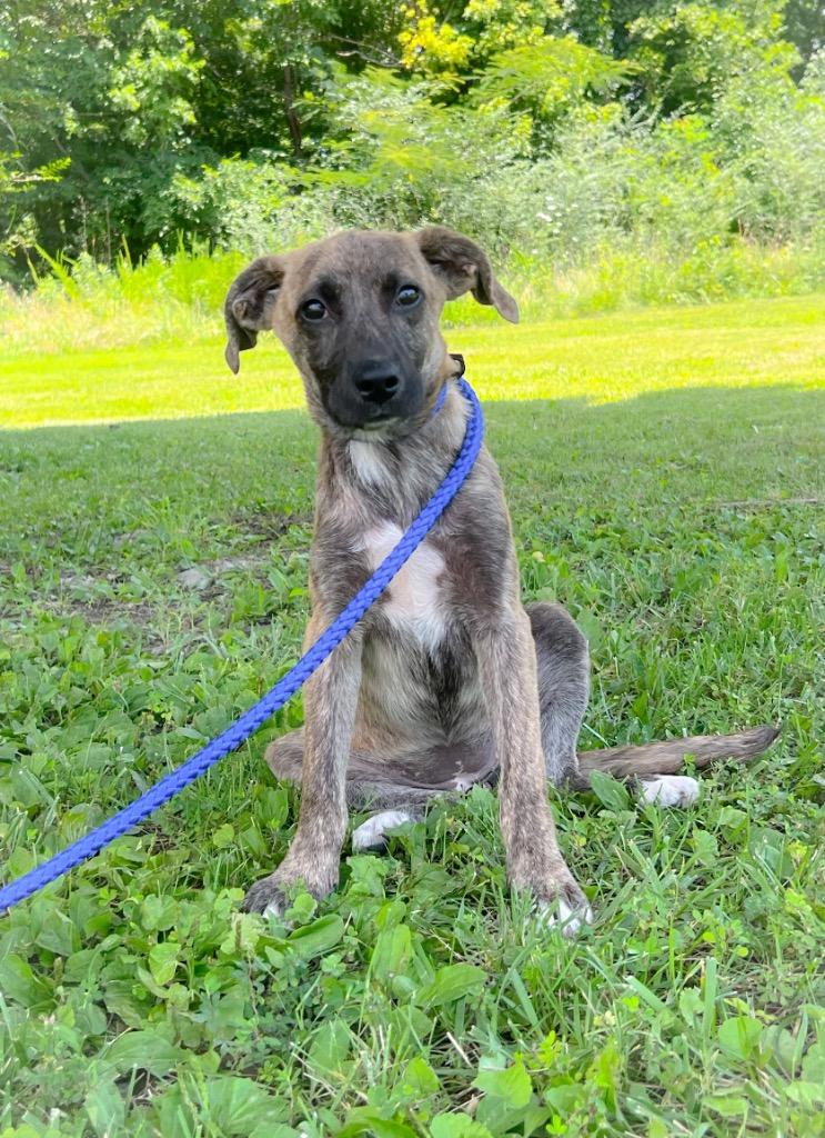 Winnie, a Adoptable mixed breed in Murray, KY image 4/6