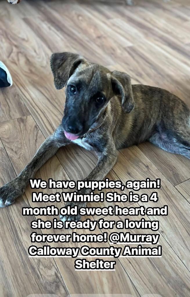 Winnie, a Adoptable mixed breed in Murray, KY image 5/6