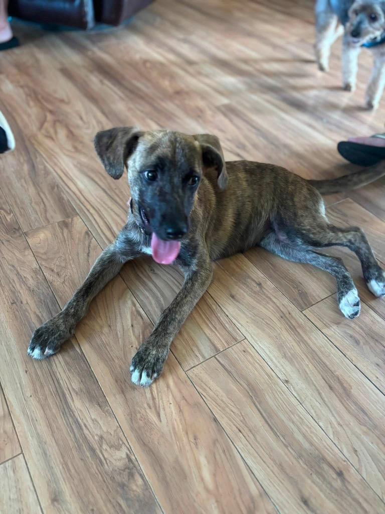 Winnie, a Adoptable mixed breed in Murray, KY image 6/6