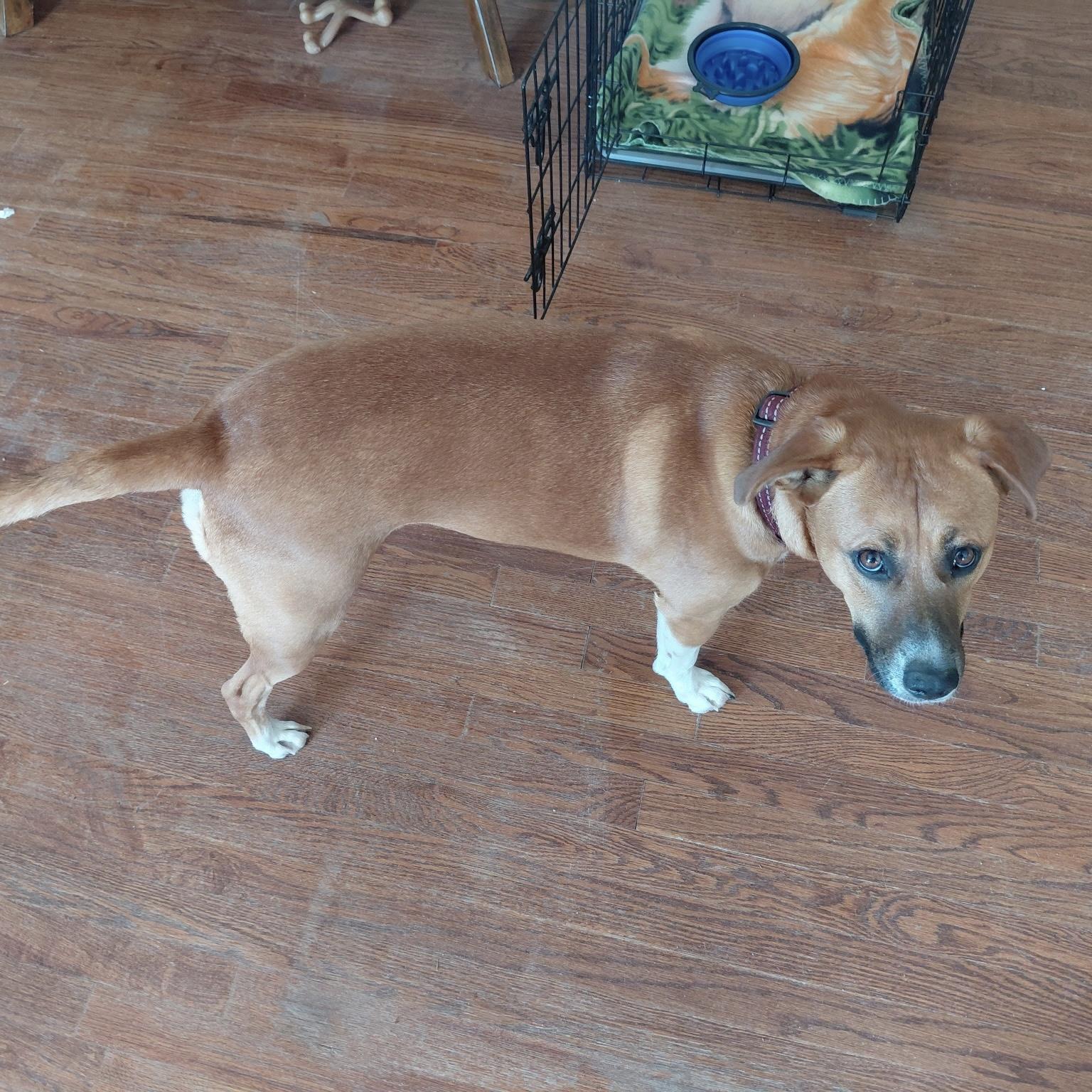 Enlarge A'ja, a Adoptable mixed breed in Jamaica Plain, MA image 3/6