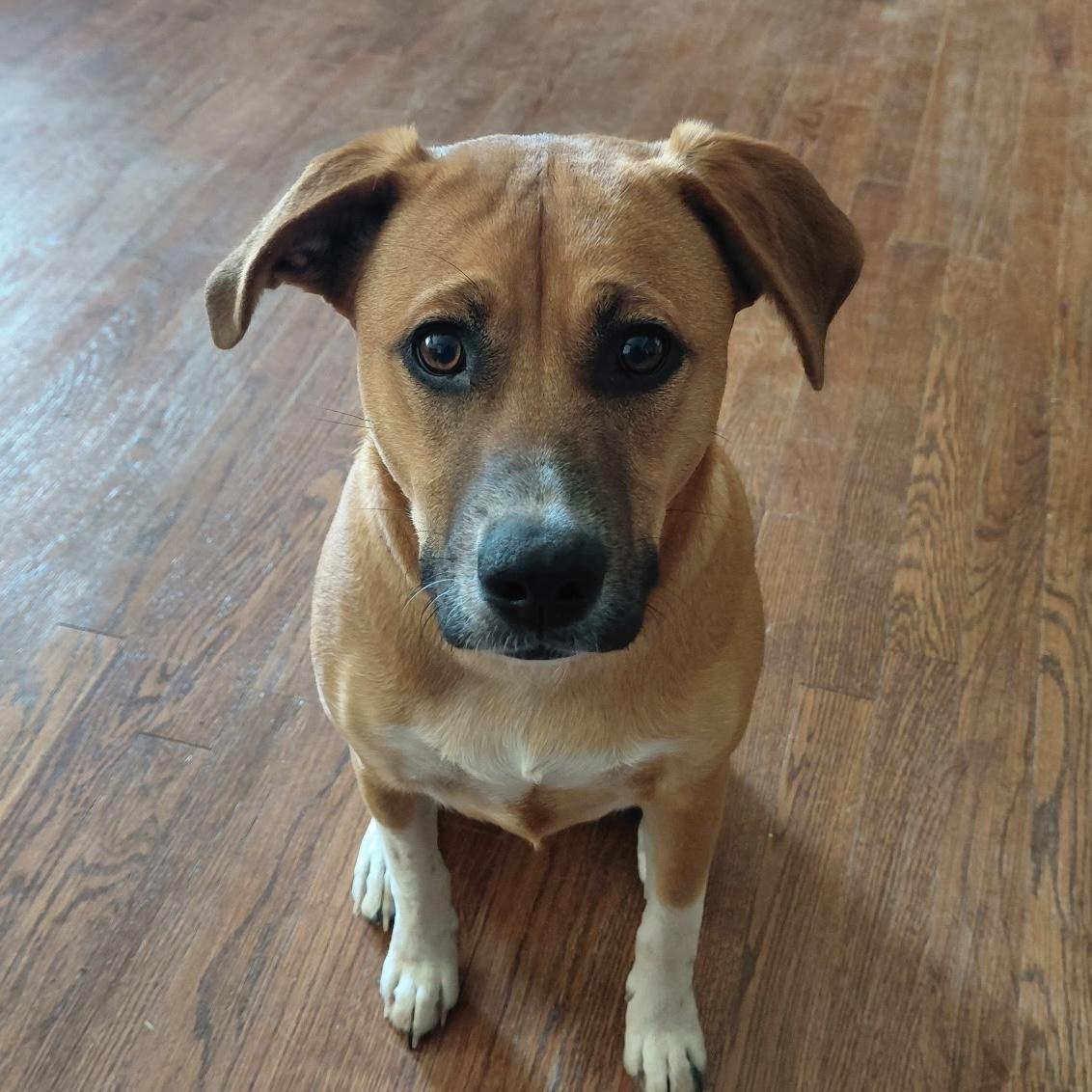 Enlarge A'ja, a Adoptable mixed breed in Jamaica Plain, MA image 1/6