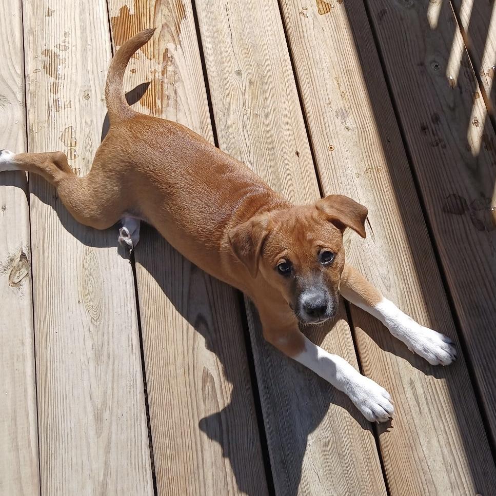 Enlarge A'ja, a Adoptable mixed breed in Jamaica Plain, MA image 5/6