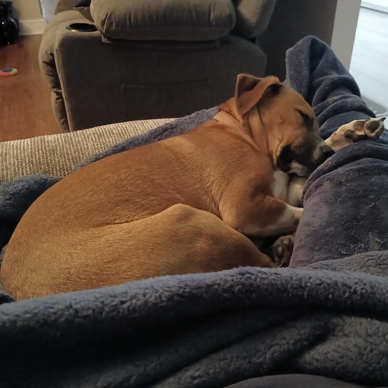 Enlarge A'ja, a Adoptable mixed breed in Jamaica Plain, MA image 4/6