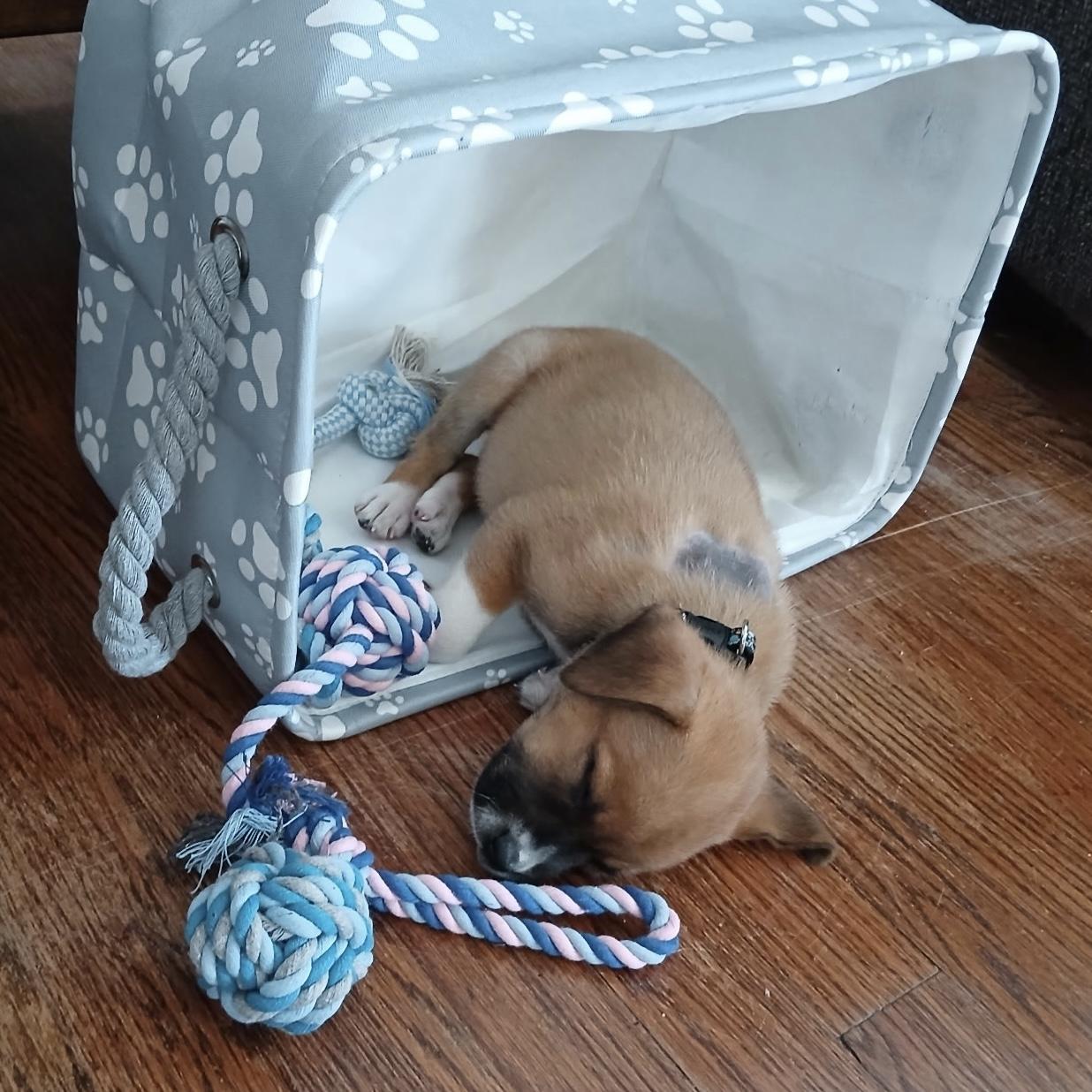 Enlarge A'ja, a Adoptable mixed breed in Jamaica Plain, MA image 6/6