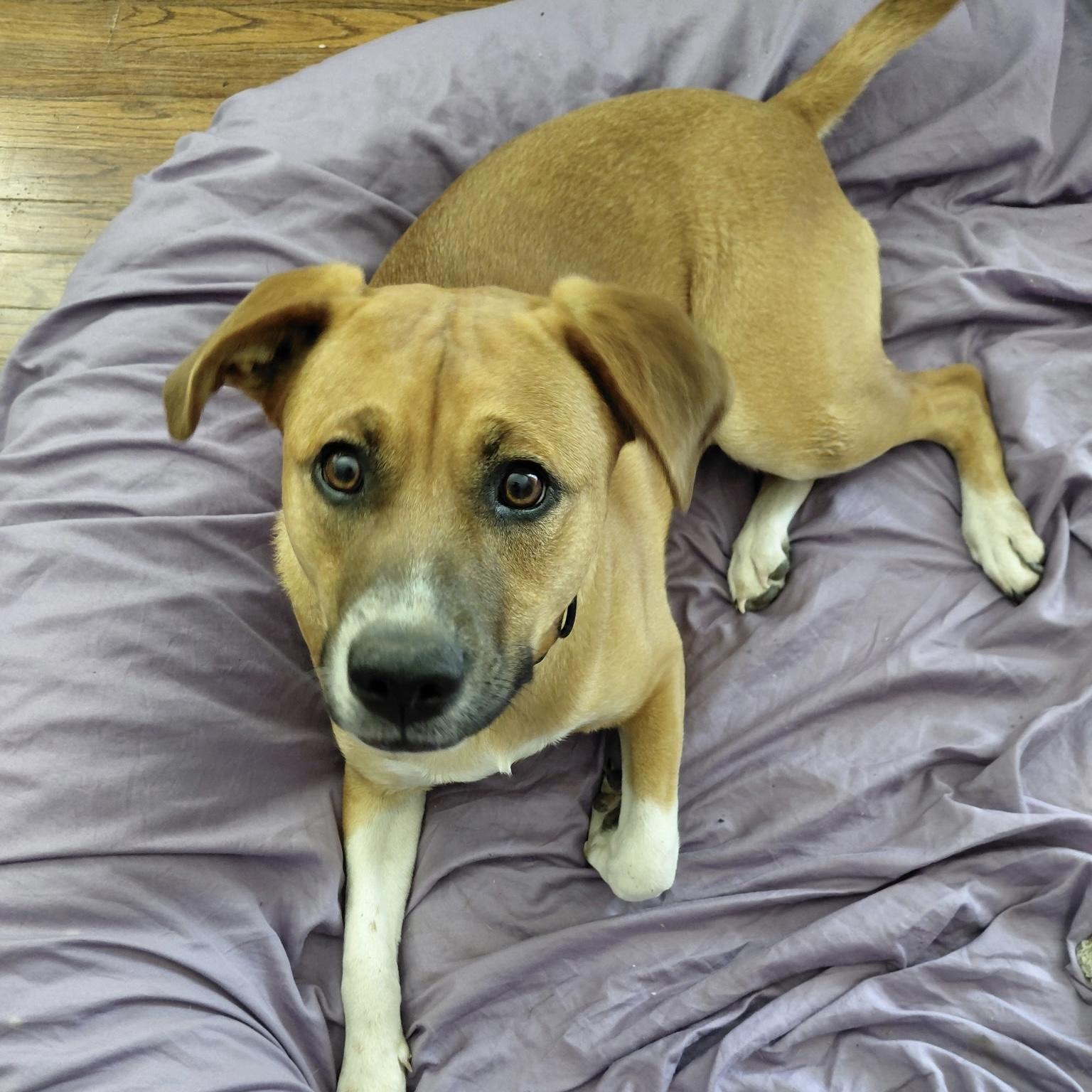 Enlarge A'ja, a Adoptable mixed breed in Jamaica Plain, MA image 2/6