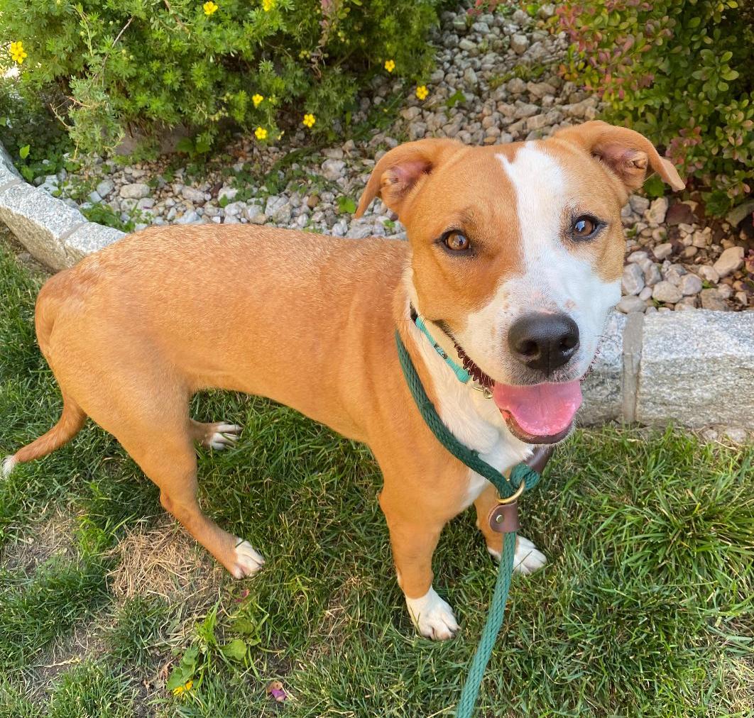Enlarge Maple, a Adoptable Pit Bull Terrier in Harrison, NY image 2/5